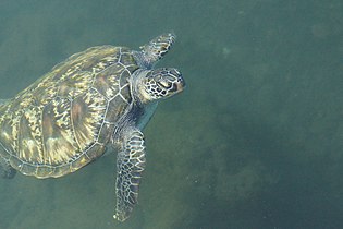 Sea turtle in Samoa