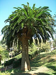 One of the original stems at the Durban Botanic Gardens