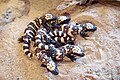 Group of Gila monster hatchlings
