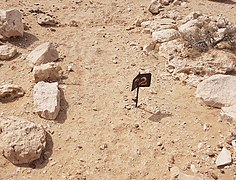 Burial BHS 72 at Jebel Al-Buhais - many of the minor finds are unprotected and their identifying plaques have worn and are often hard if not impossible to read. Access to the area is difficult as there are no well defined roadways or tracks.