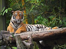 A Malayan tiger at National Zoo of Malaysia
