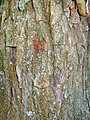 Bark of medlar tree