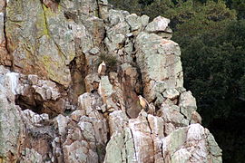 Griffon vultures (Gyps fulvus) in the rocks of Monfragüe.