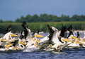 Pelikane im Biosphärenreservat Donaudelta (Rumänien)