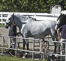 a gray Spanish Norman horse standing in a wash rack