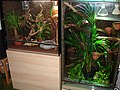 Two large glass terrariums with plants