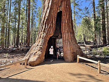 California Tunnel Tree, the last living giant sequoia tunnel tree.