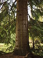 bark and trunk in Munich botanical garden