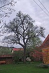 Mostbirnbaum (Pyrus sp.)