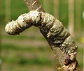 Larva on elm, Glimmen, Netherlands