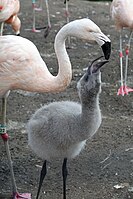 Chilean flamingo feeding its young