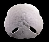 Echinodiscus tenuissimus test (Astriclypeidae)