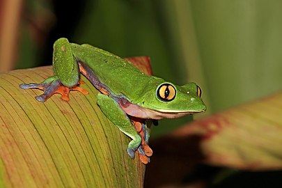 Golden-eyed tree frog Agalychnis annae Costa Rica