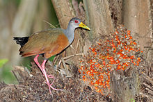 A grey-cowled wood rail on the left side, looking at the camera.