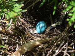 Nest and egg in a cedar shrub 4 ft above the ground