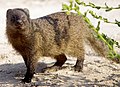 Image 25Egyptian mongoose (from Wildlife of Jordan)