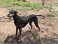 Kanni Dog in Thrissur Kerala