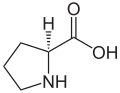 Proteinogene Aminosäure: L-Prolin
