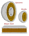 Cross section view of the structures that can be formed by phospholipids. They can form a micelle and are vital in forming cell membranes