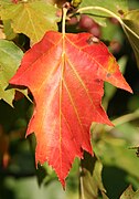 Autumn leaf colour