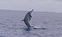 Spinner dolphin at Midway Atoll