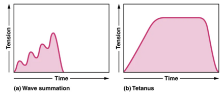 a) The excitation-contraction coupling effects of successive motor neuron signaling is added together which is referred to as wave summation. The bottom of each wave, the end of the relaxation phase, represents the point of stimulus. (b) When the stimulus frequency is so high that the relaxation phase disappears completely, the contractions become continuous; this is called tetanus.[1]