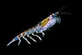 Image 107Antarctic krill (Euphausia superba) are a keystone species of the food web. (from Southern Ocean)