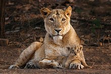 Female with cub