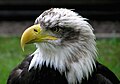 Image 7 Bald eagle at Bird of prey More selected pictures