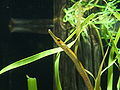 Bay pipefish (Syngnathus leptorhynchus) found in intertidal areas commonly among eelgrass [47]