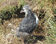 Nearly fully fledged, this chick is near its burrow and at risk of predation