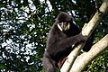 Gibbon at Parc du Reynou]]