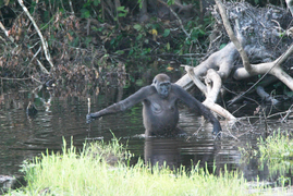 Tool use by non-human animals: A western lowland gorilla, G. g. gorilla, using a stick possibly to gauge the depth of water