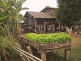 Raised garden bed with lettuce in Don Det, Laos.