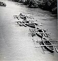 Hardwood logs transported down Suriname River in 1955