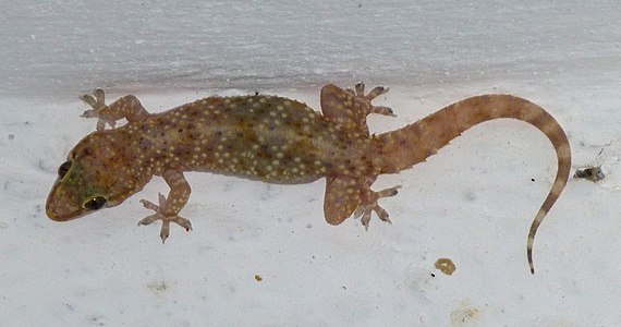 Mediterranean house gecko, Mugla Province, Turkey