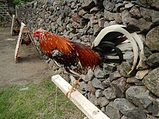 A Philippine "lasak", or off-color fighting cock in teepee, gamecocks cord