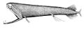 Image 33The stoplight loosejaw has a lower jaw one-quarter as long as its body. The jaw has no floor and is attached only by a hinge and a modified tongue bone. Large fang-like teeth in the front are followed by many small barbed teeth. (from Deep-sea fish)