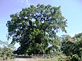 Millennium Tree at Balete Park