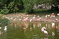 Flamingoes in the Paris Zoo.