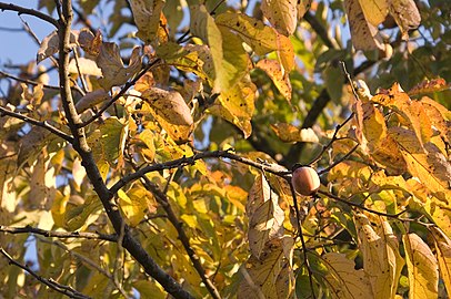 American persimmon leaves in autumn