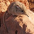 North African elephant shrew (Petrosaltator rozeti)