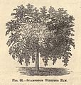 Scampston Weeping Elm, a drawing of 1868