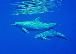 Bottlenose dolphins off Baa Atoll