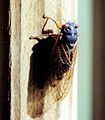 Brood X cicada photo taken on my deck