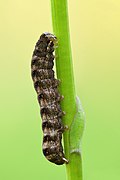 Cerastis rubricosa caterpillar (side view) (SDG 15)