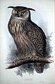 Eagle Owl, Edward Lear, 1837