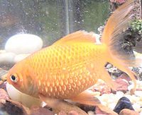 Goldfish with dropsy