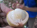 L. domesticum 'Duku' in Malaysia peeled open, note the thick skin