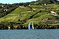 Vineyards near Lausanne